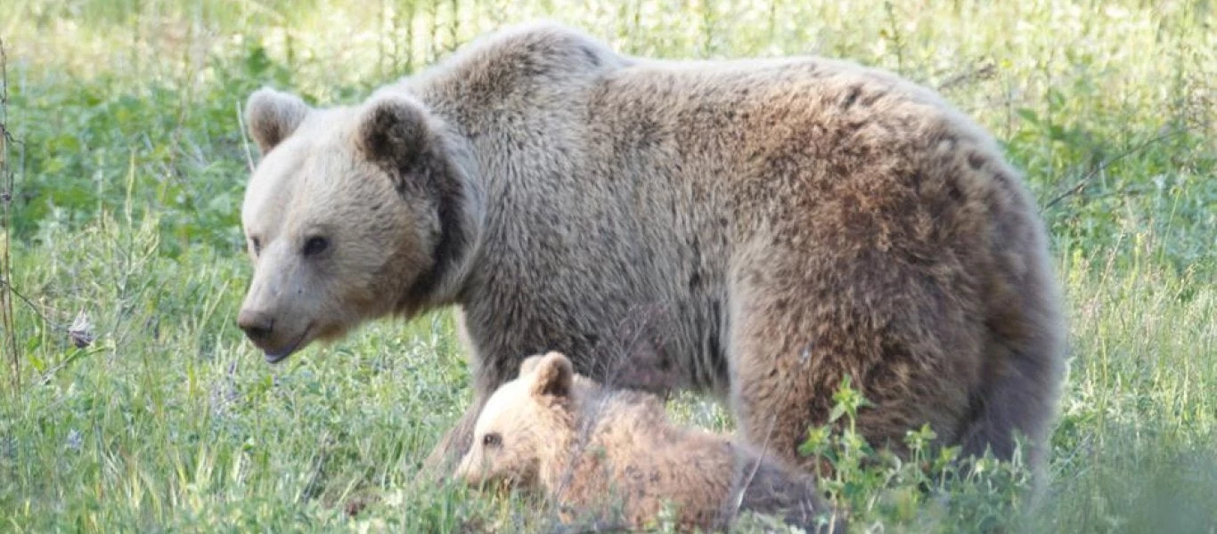 Ανησυχία σε χωριά γύρω από τα Τρίκαλα – Ζημιές προκαλούν οι αρκούδες